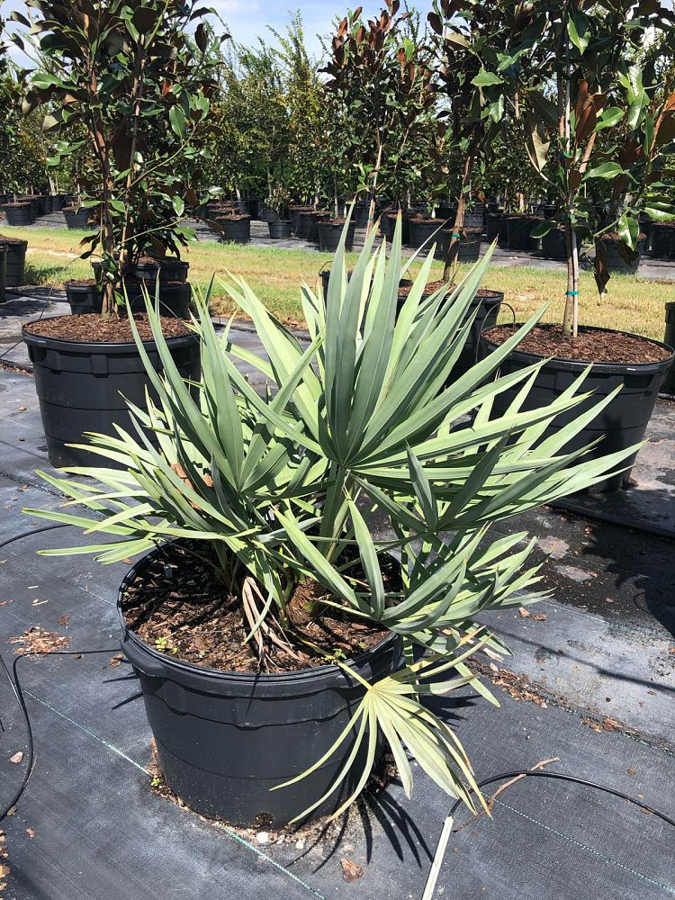 serenoa-repens-cinerea-silver-saw-palmetto