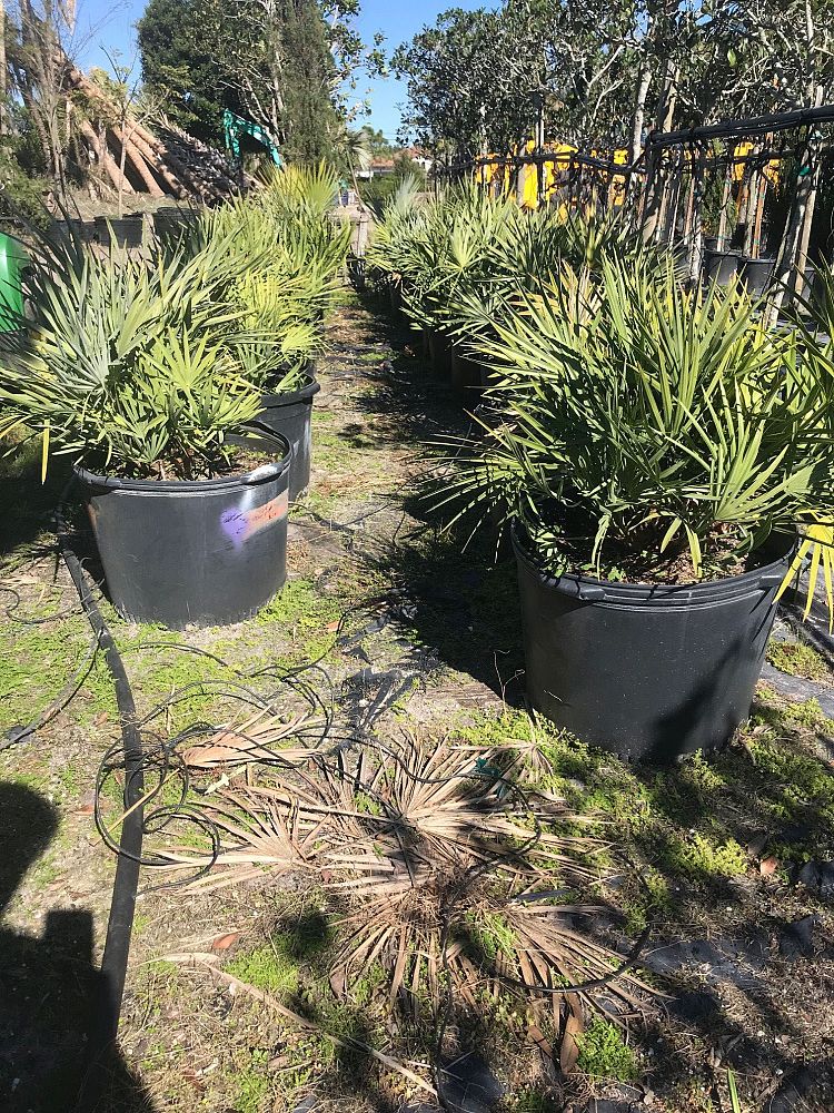 serenoa-repens-cinerea-silver-saw-palmetto