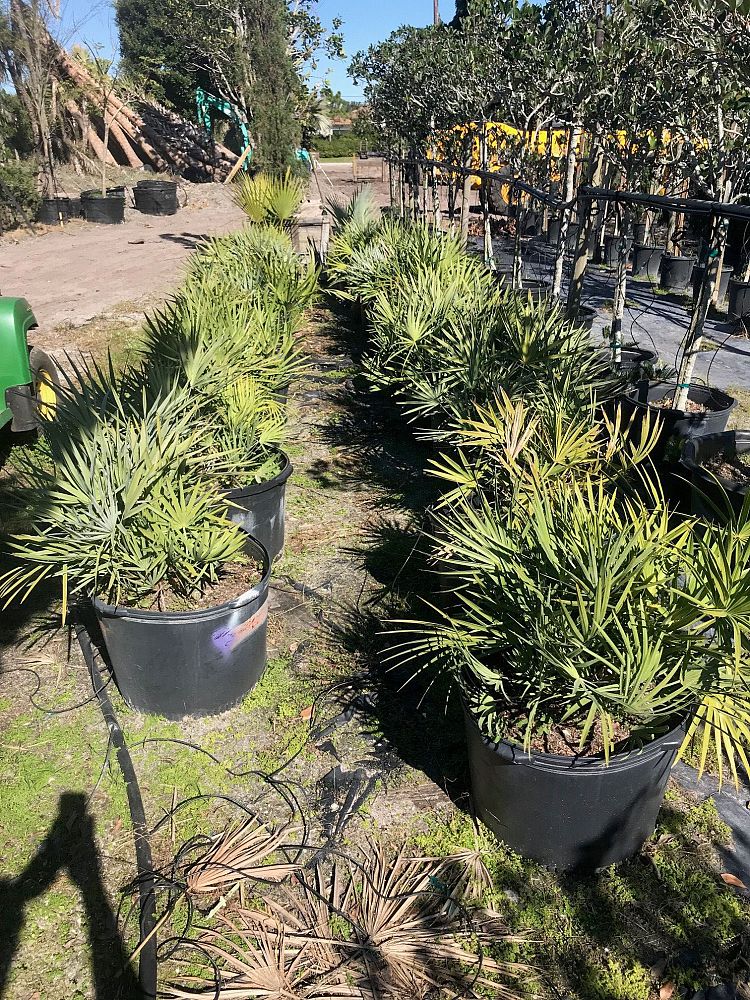 serenoa-repens-cinerea-silver-saw-palmetto