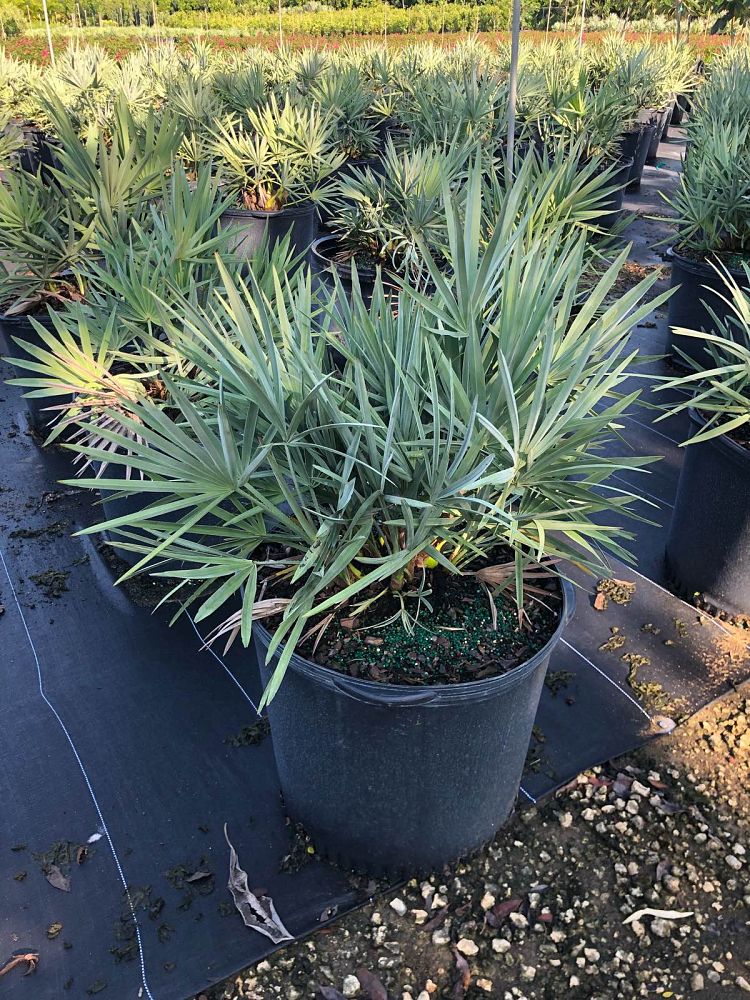 serenoa-repens-cinerea-silver-saw-palmetto
