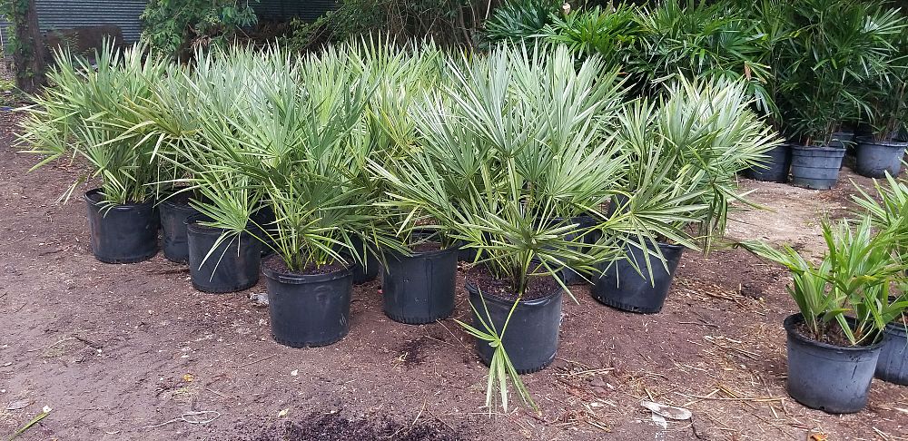 serenoa-repens-cinerea-silver-saw-palmetto