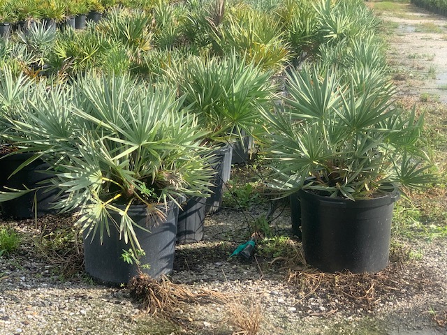serenoa-repens-cinerea-silver-saw-palmetto