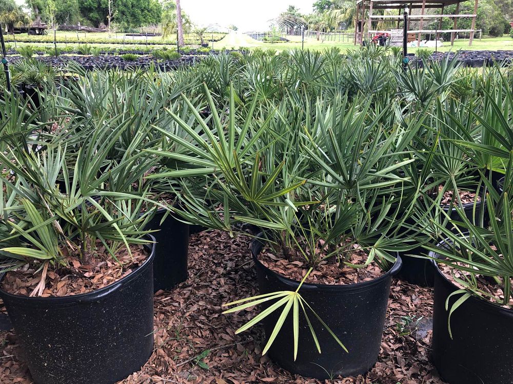 serenoa-repens-cinerea-silver-saw-palmetto