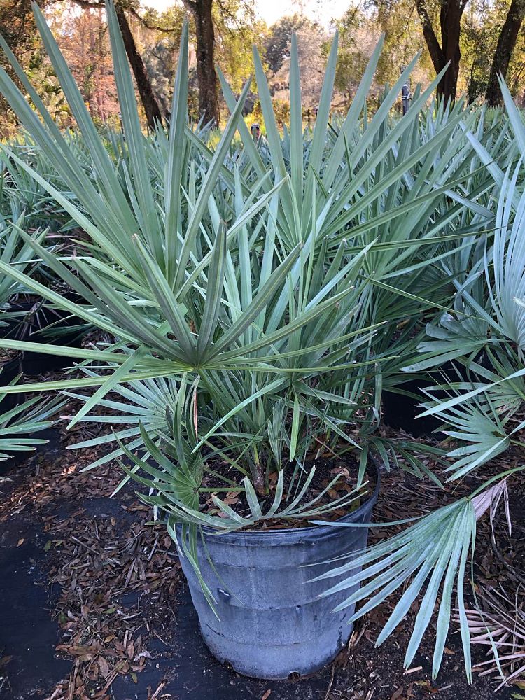 serenoa-repens-cinerea-silver-saw-palmetto