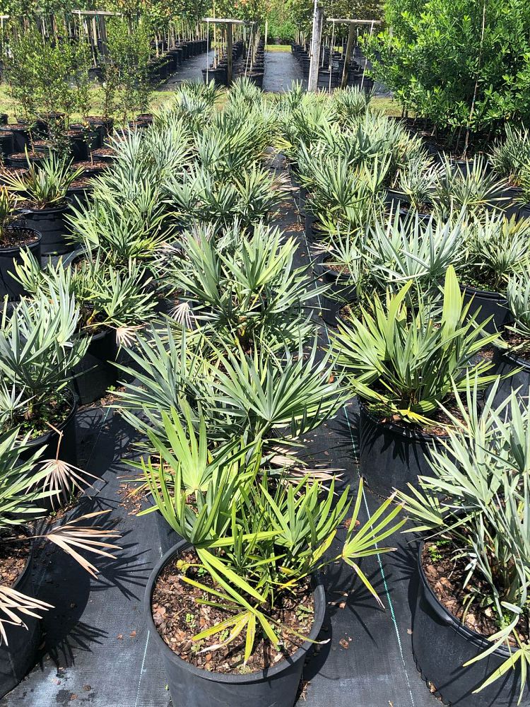 serenoa-repens-cinerea-silver-saw-palmetto