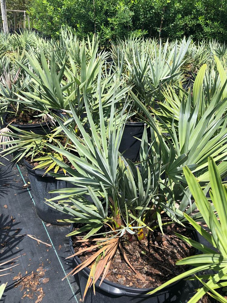 serenoa-repens-cinerea-silver-saw-palmetto