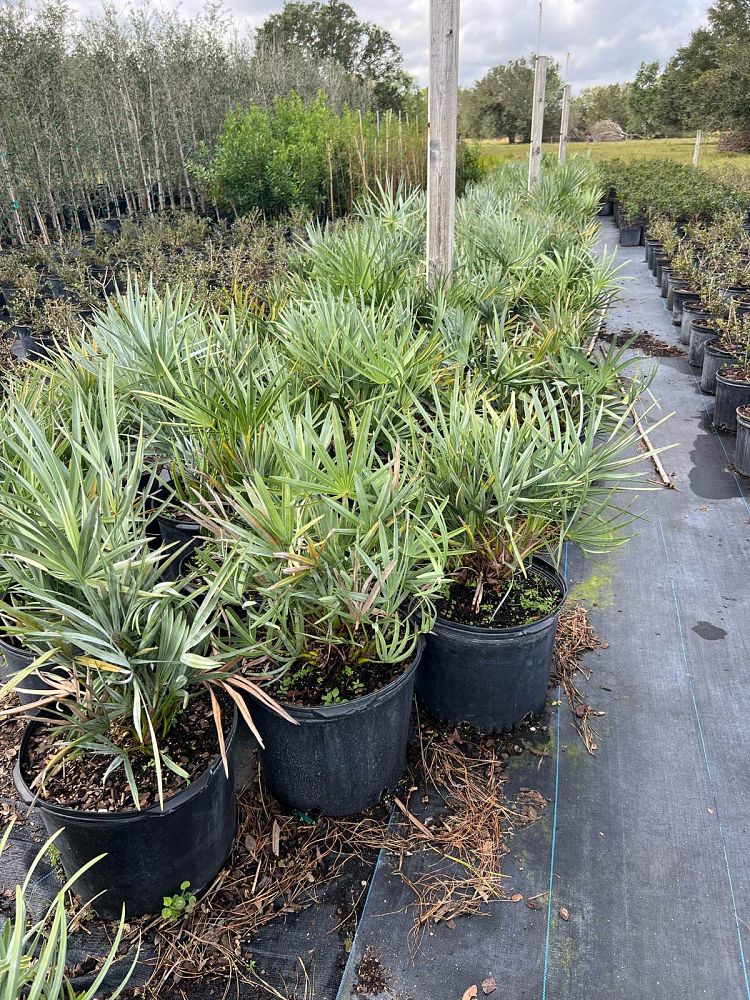 serenoa-repens-cinerea-silver-saw-palmetto