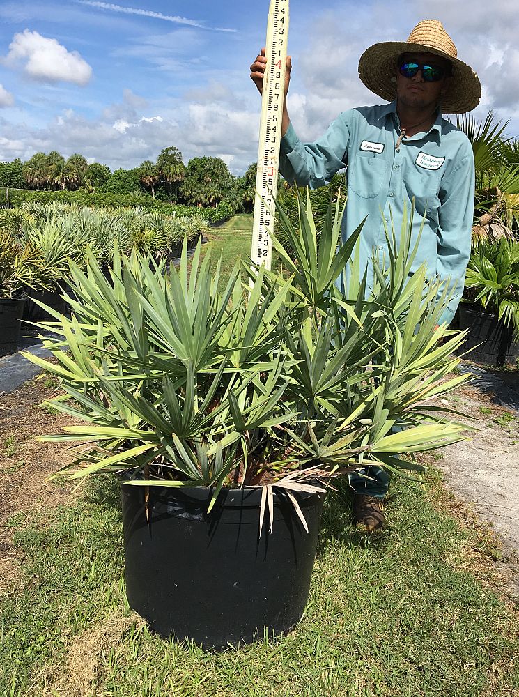 serenoa-repens-cinerea-silver-saw-palmetto
