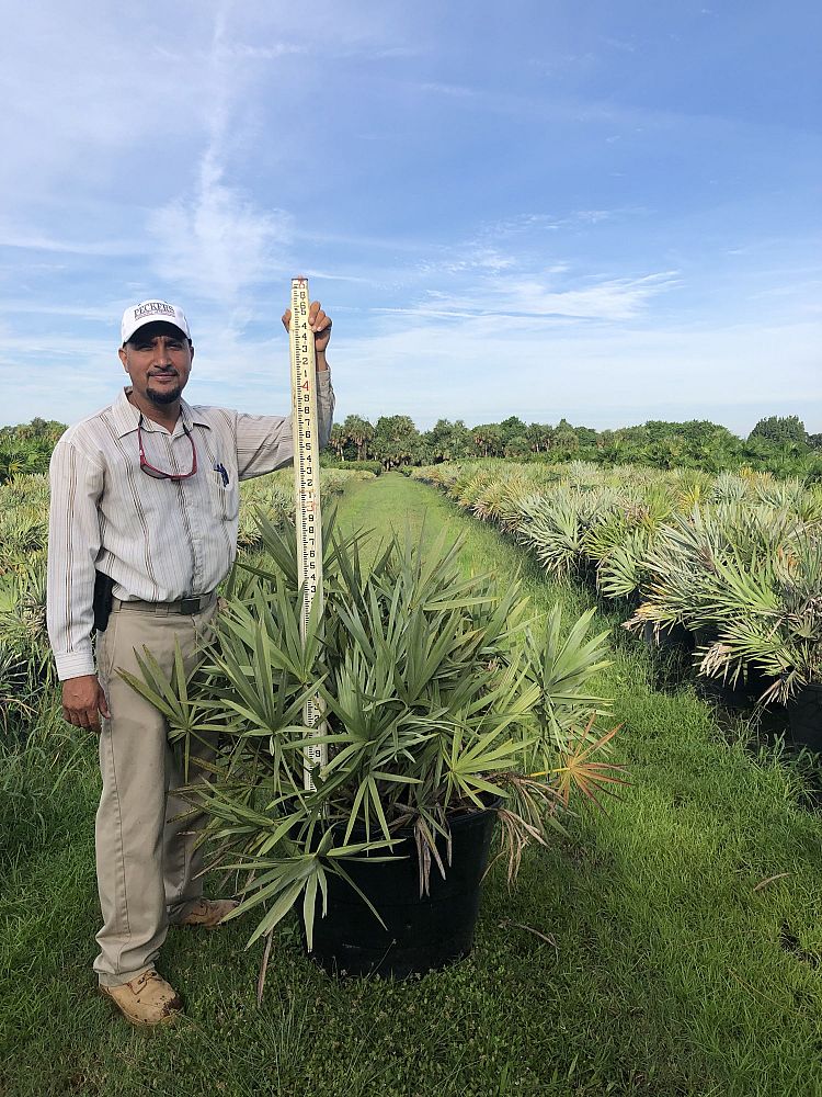 serenoa-repens-cinerea-silver-saw-palmetto
