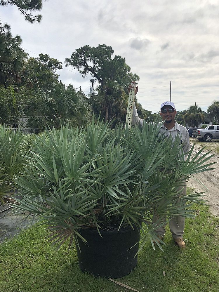 serenoa-repens-cinerea-silver-saw-palmetto
