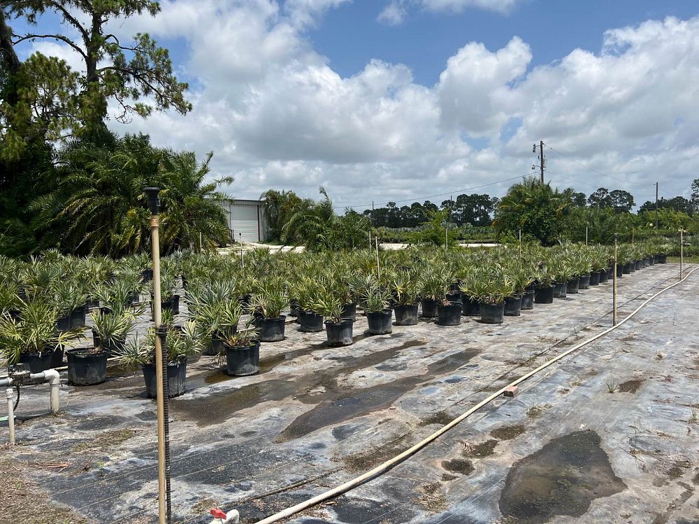 serenoa-repens-cinerea-silver-saw-palmetto