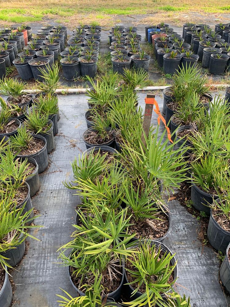 serenoa-repens-cinerea-silver-saw-palmetto