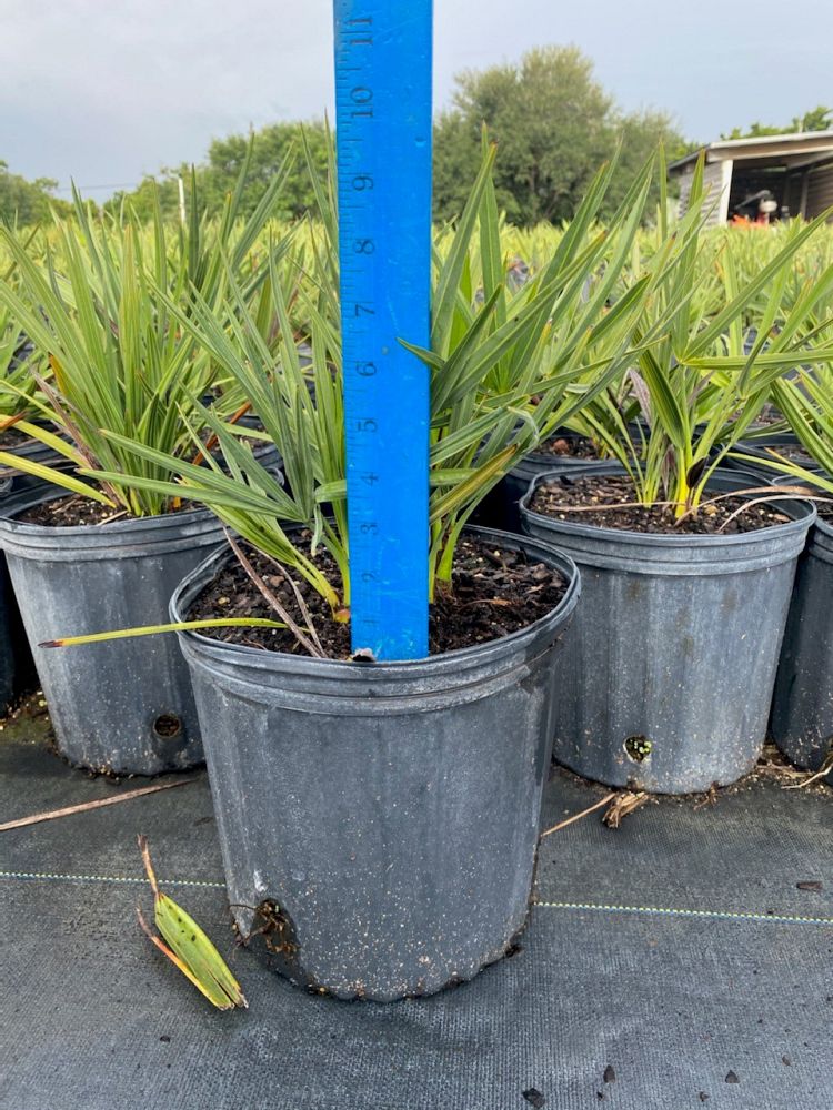 serenoa-repens-cinerea-silver-saw-palmetto