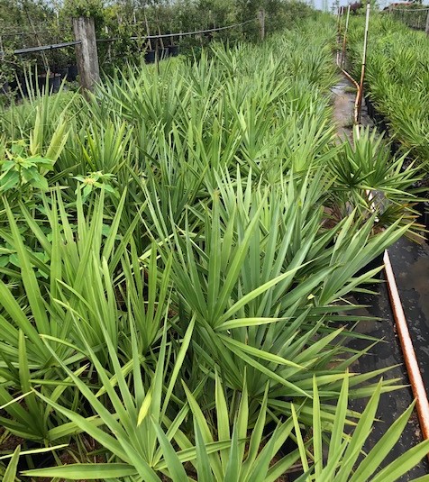 serenoa-repens-cinerea-silver-saw-palmetto