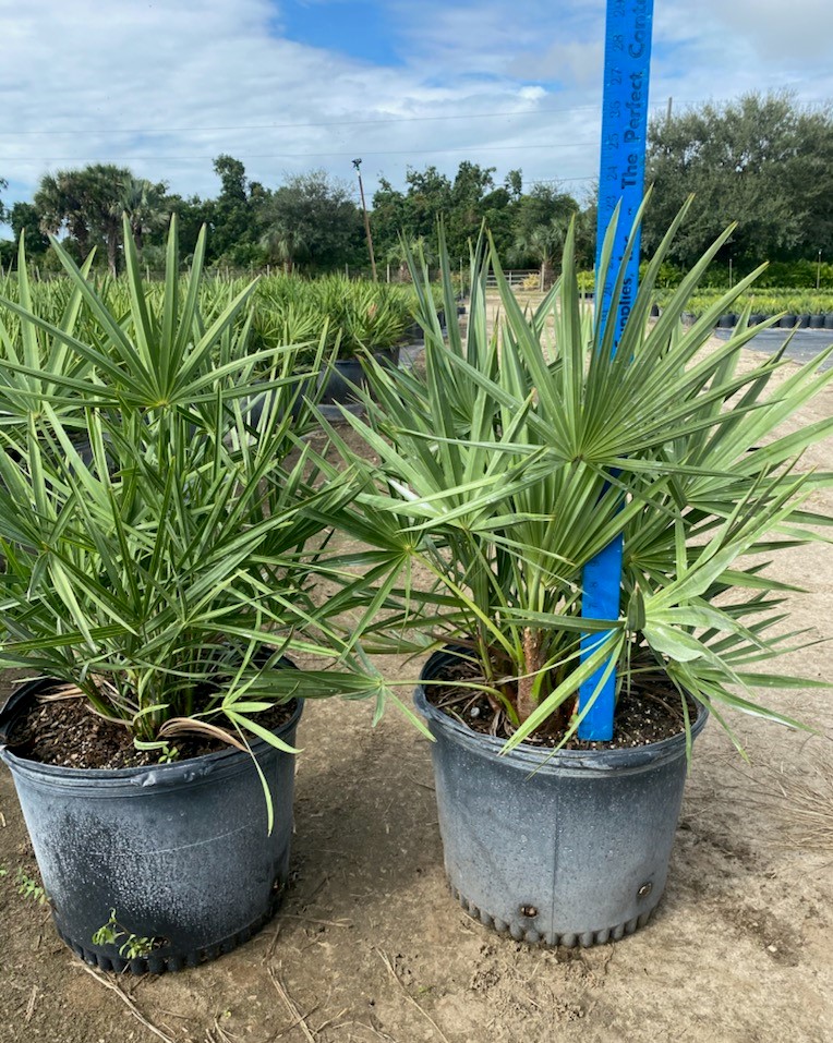 serenoa-repens-cinerea-silver-saw-palmetto