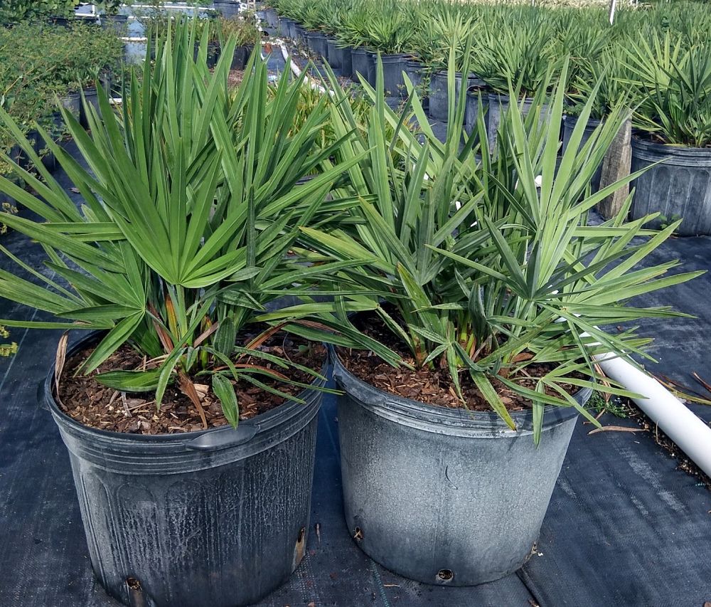 serenoa-repens-cinerea-silver-saw-palmetto