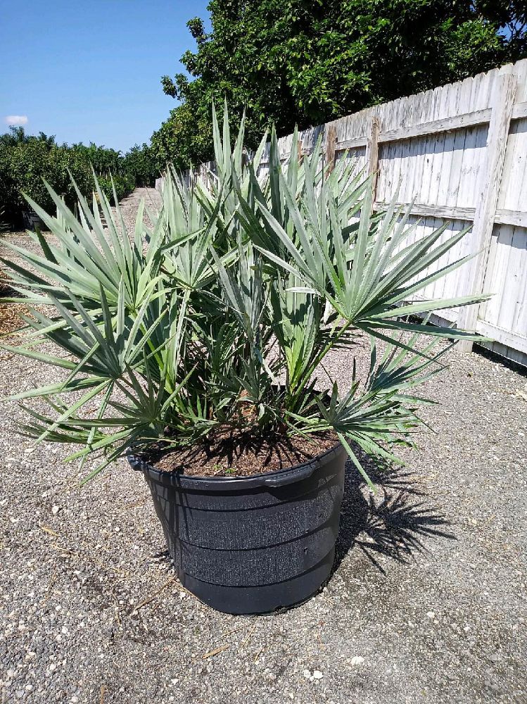 serenoa-repens-cinerea-silver-saw-palmetto