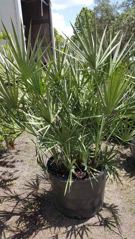 serenoa-repens-cinerea-silver-saw-palmetto
