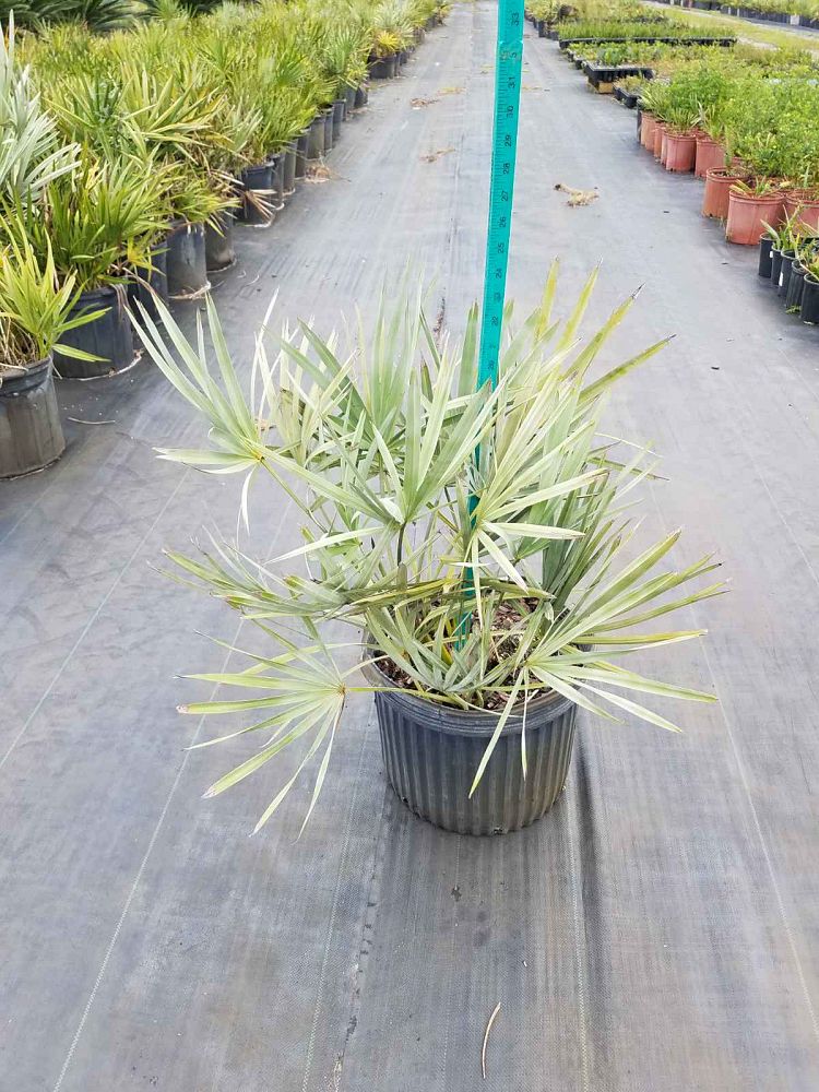 serenoa-repens-cinerea-silver-saw-palmetto