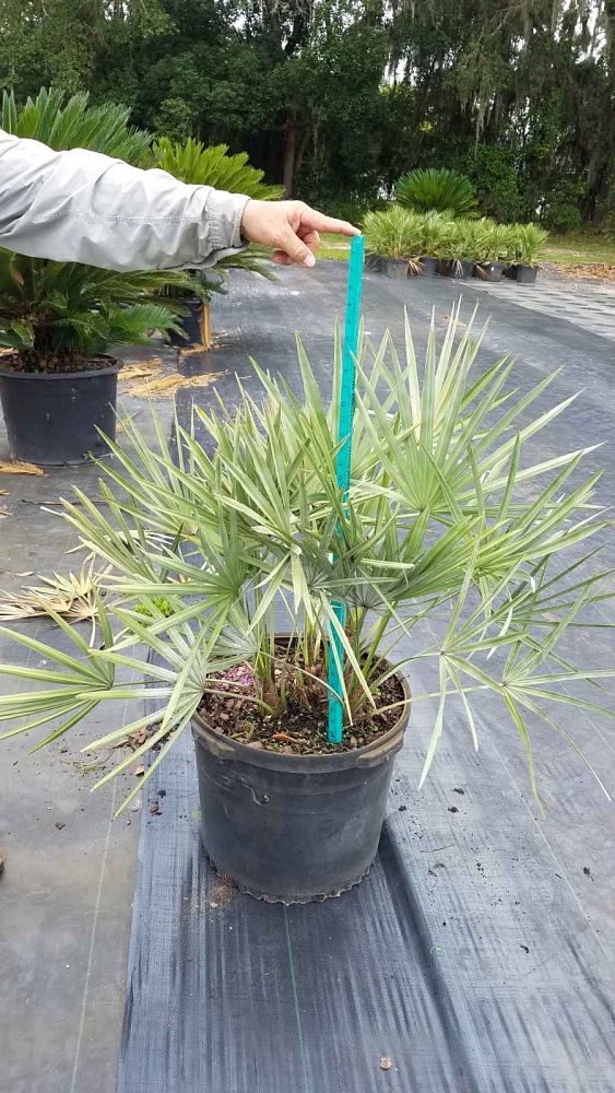 serenoa-repens-cinerea-silver-saw-palmetto