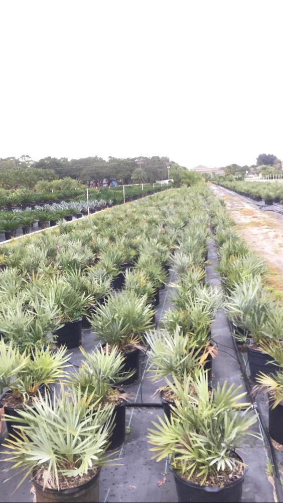serenoa-repens-cinerea-silver-saw-palmetto