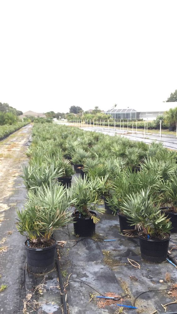 serenoa-repens-cinerea-silver-saw-palmetto