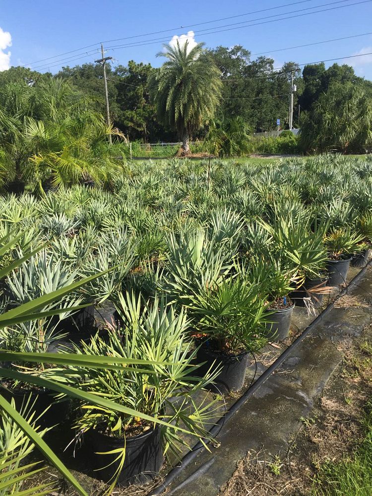 serenoa-repens-cinerea-silver-saw-palmetto