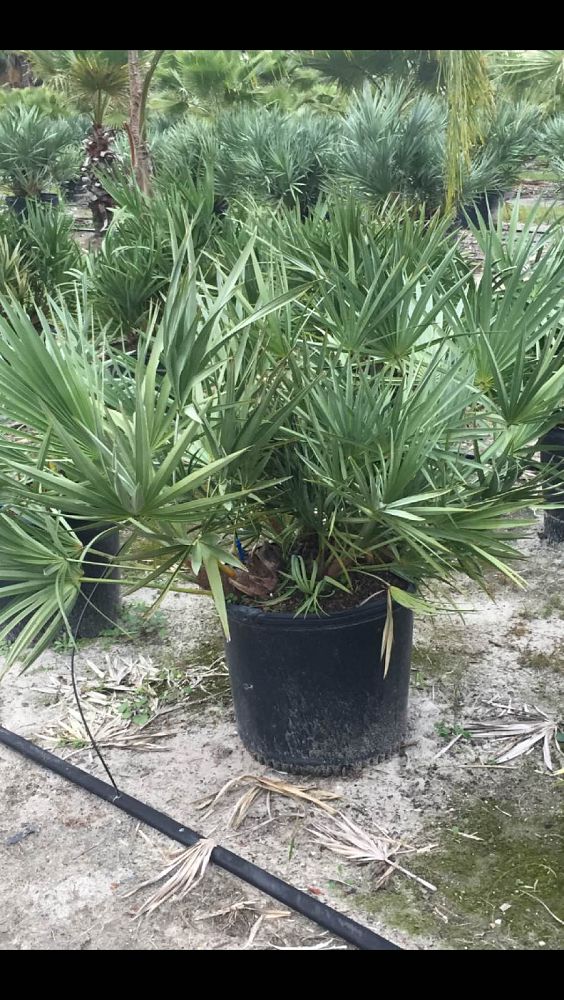 serenoa-repens-cinerea-silver-saw-palmetto