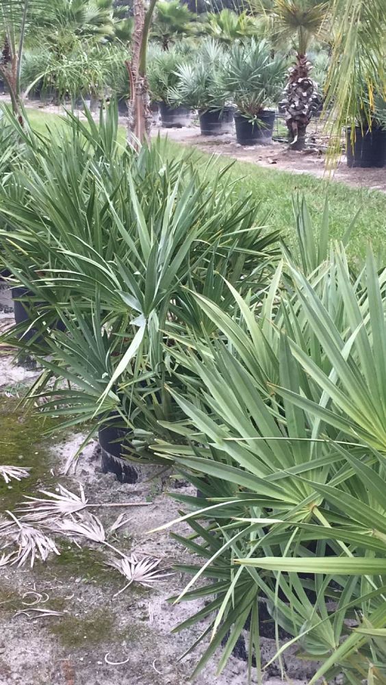 serenoa-repens-cinerea-silver-saw-palmetto