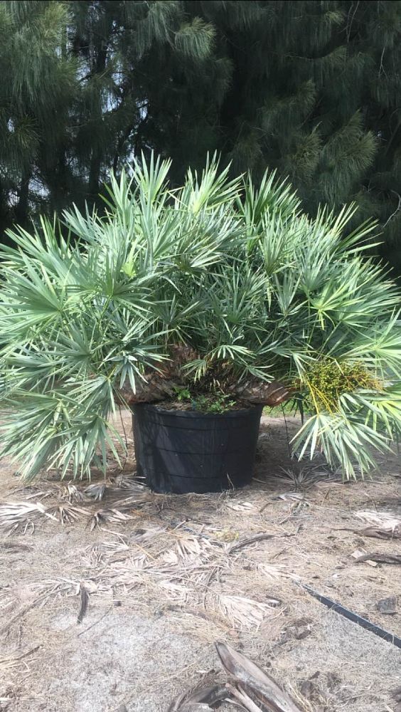 serenoa-repens-cinerea-silver-saw-palmetto