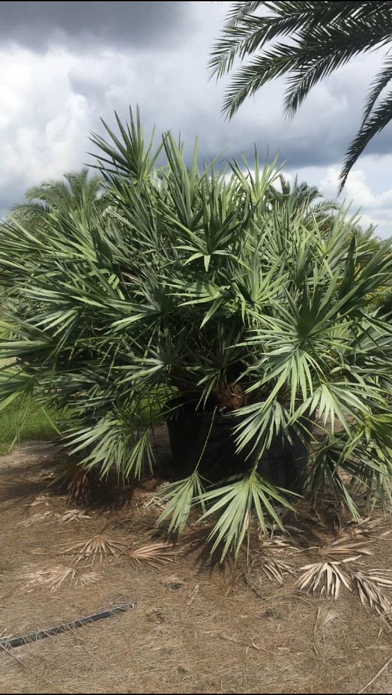 serenoa-repens-cinerea-silver-saw-palmetto