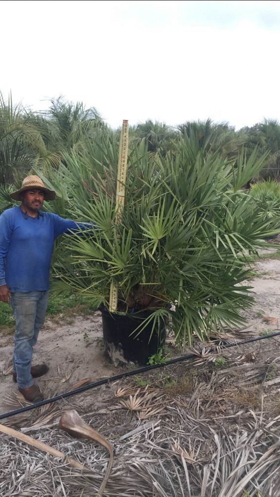 serenoa-repens-cinerea-silver-saw-palmetto