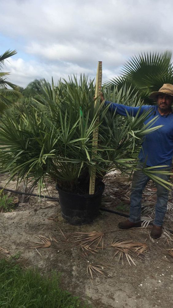 serenoa-repens-cinerea-silver-saw-palmetto