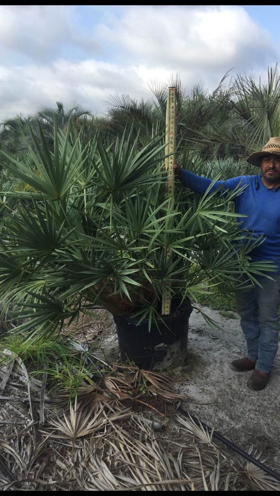serenoa-repens-cinerea-silver-saw-palmetto