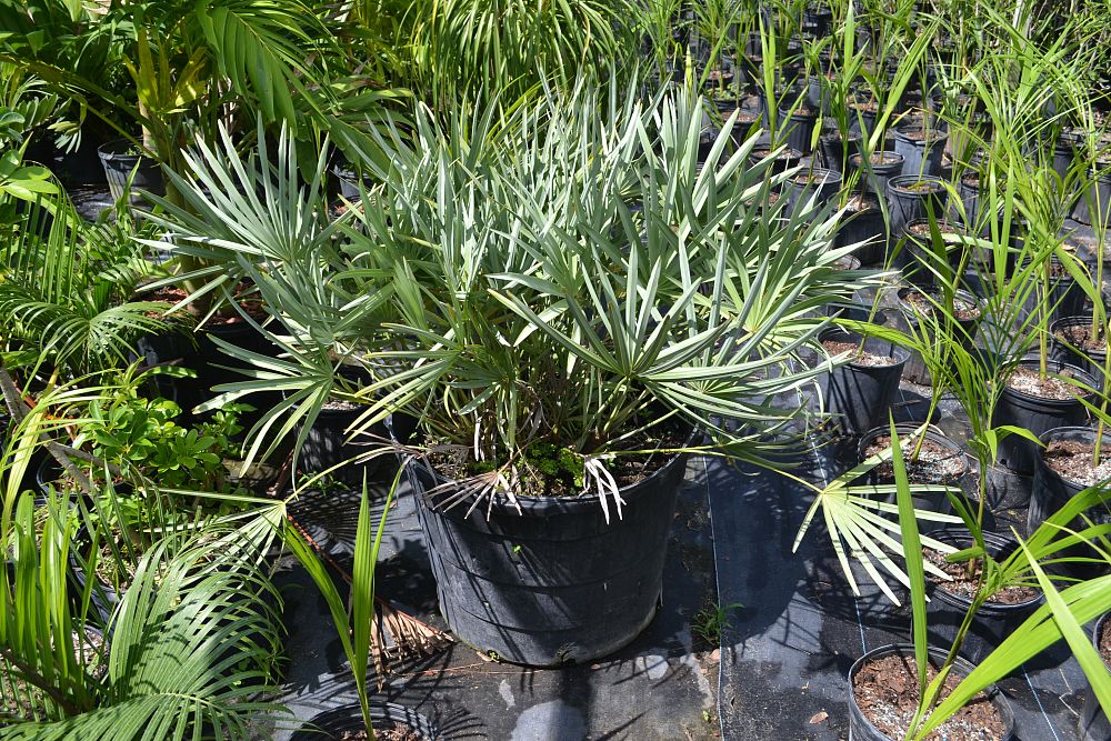 serenoa-repens-cinerea-silver-saw-palmetto
