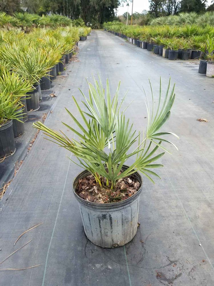 serenoa-repens-cinerea-silver-saw-palmetto
