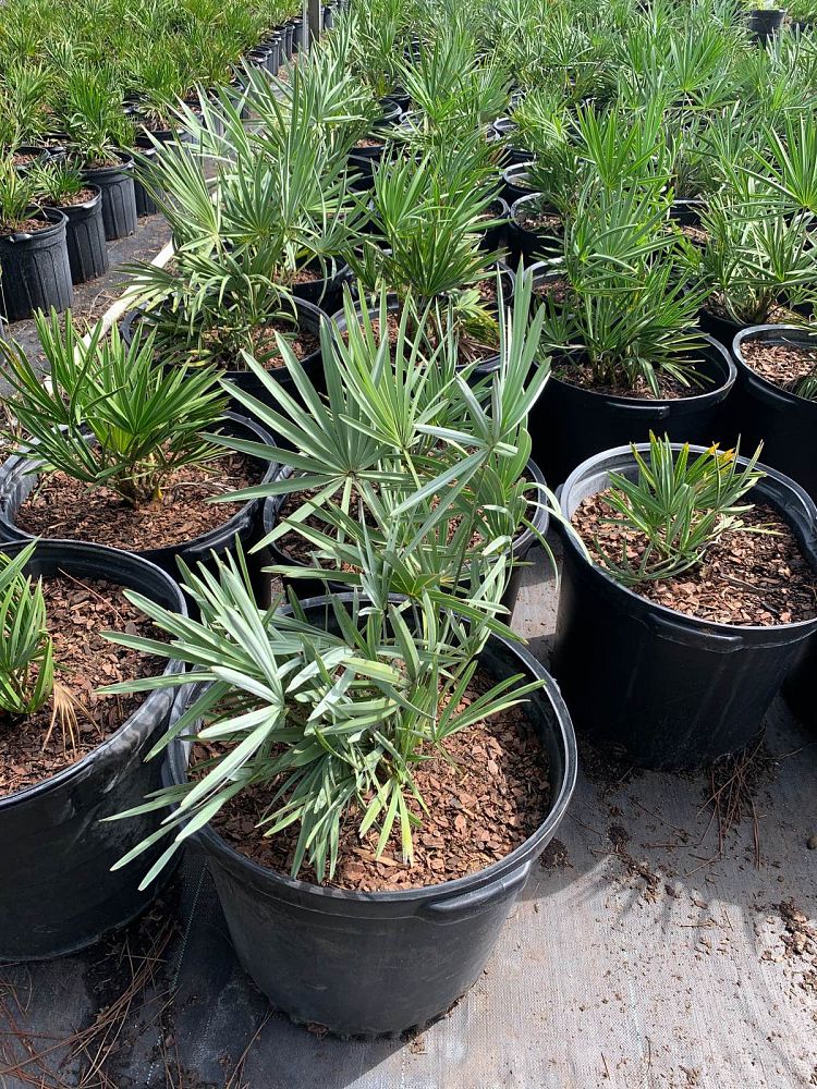 serenoa-repens-cinerea-silver-saw-palmetto