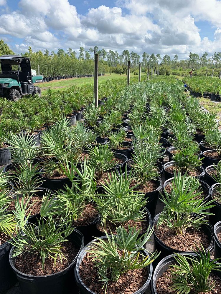 serenoa-repens-cinerea-silver-saw-palmetto