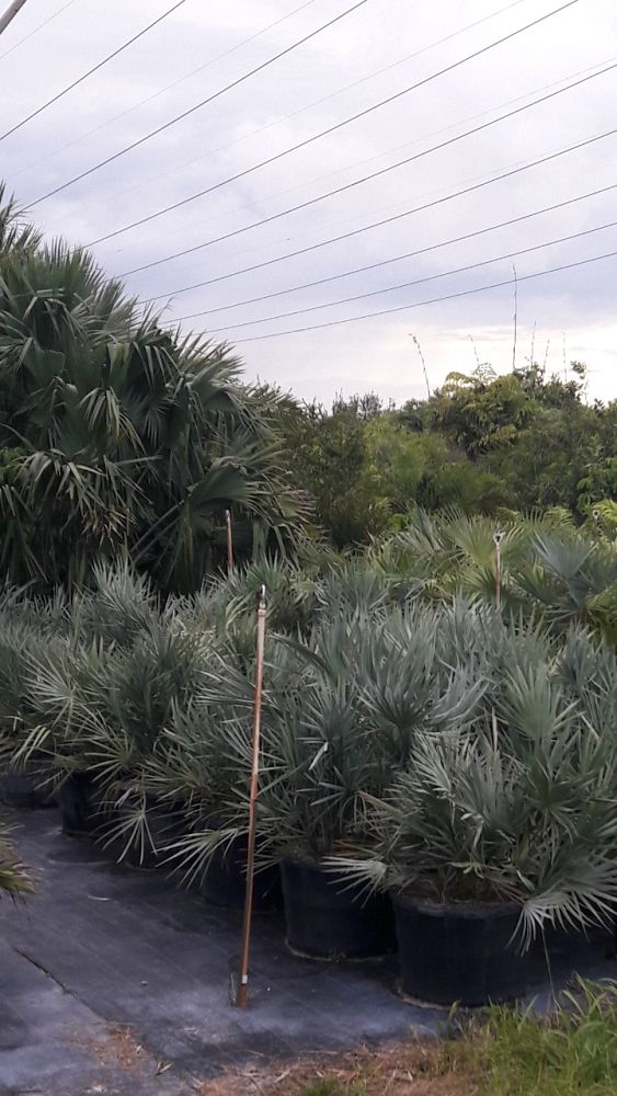 serenoa-repens-cinerea-silver-saw-palmetto