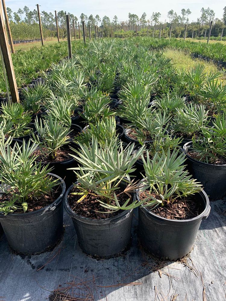serenoa-repens-cinerea-silver-saw-palmetto