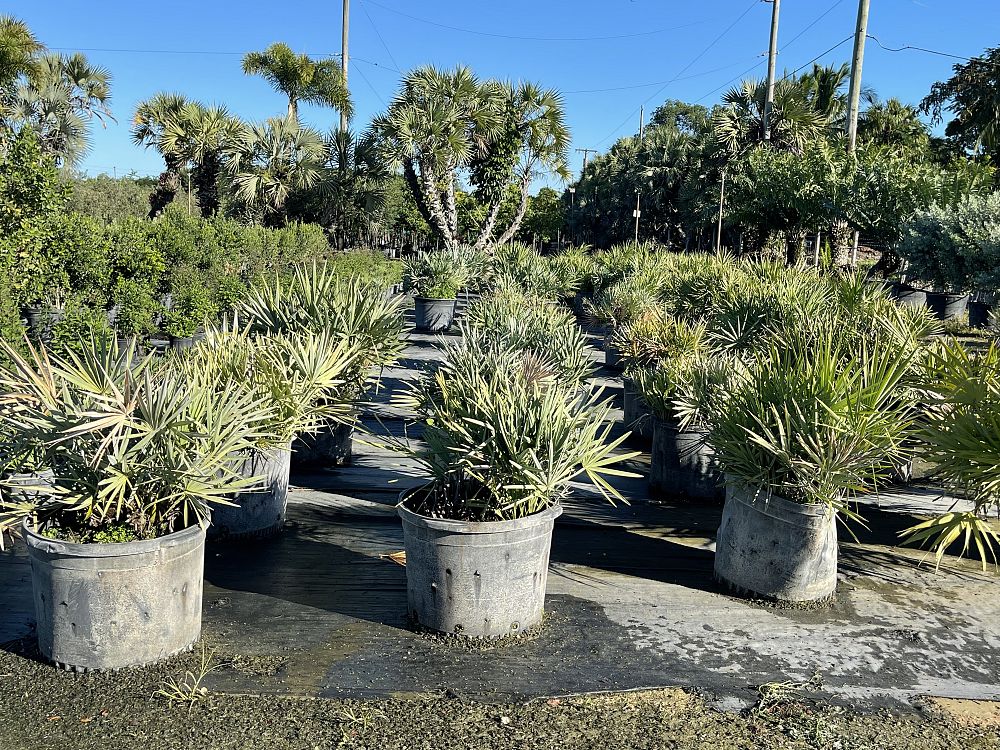 serenoa-repens-cinerea-silver-saw-palmetto