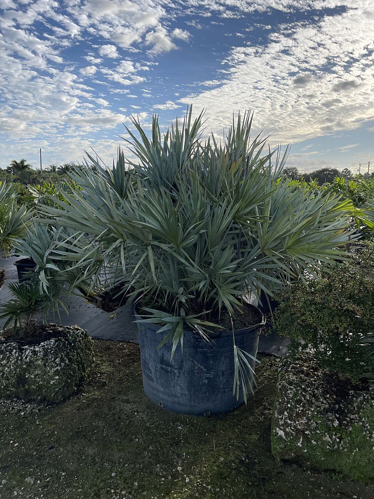 serenoa-repens-cinerea-silver-saw-palmetto