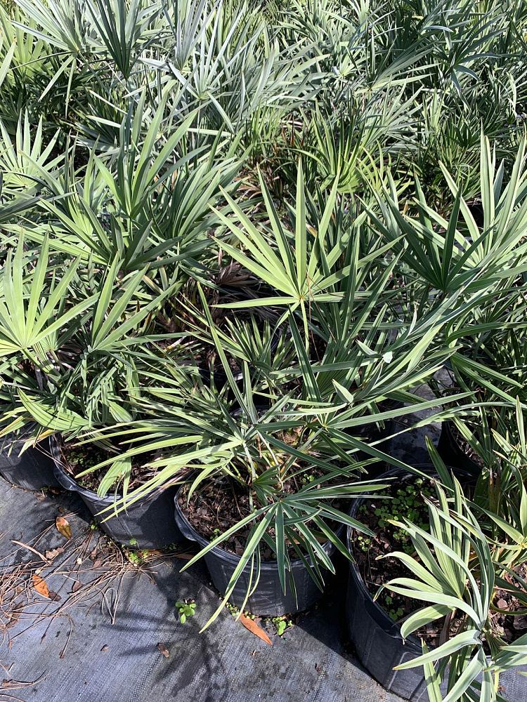 serenoa-repens-cinerea-silver-saw-palmetto