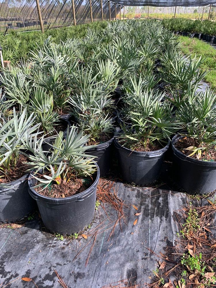serenoa-repens-cinerea-silver-saw-palmetto