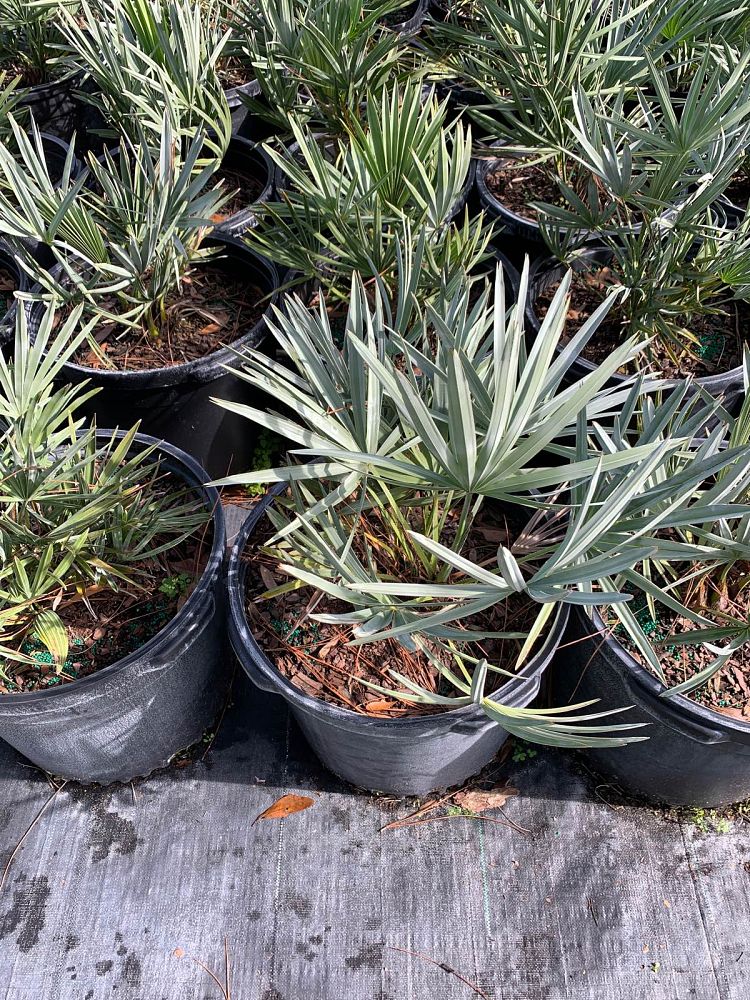 serenoa-repens-cinerea-silver-saw-palmetto