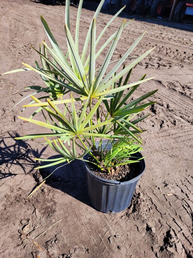 serenoa-repens-cinerea-silver-saw-palmetto