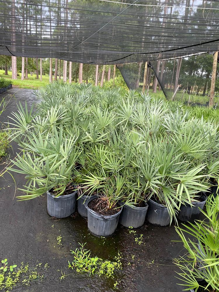 serenoa-repens-cinerea-silver-saw-palmetto