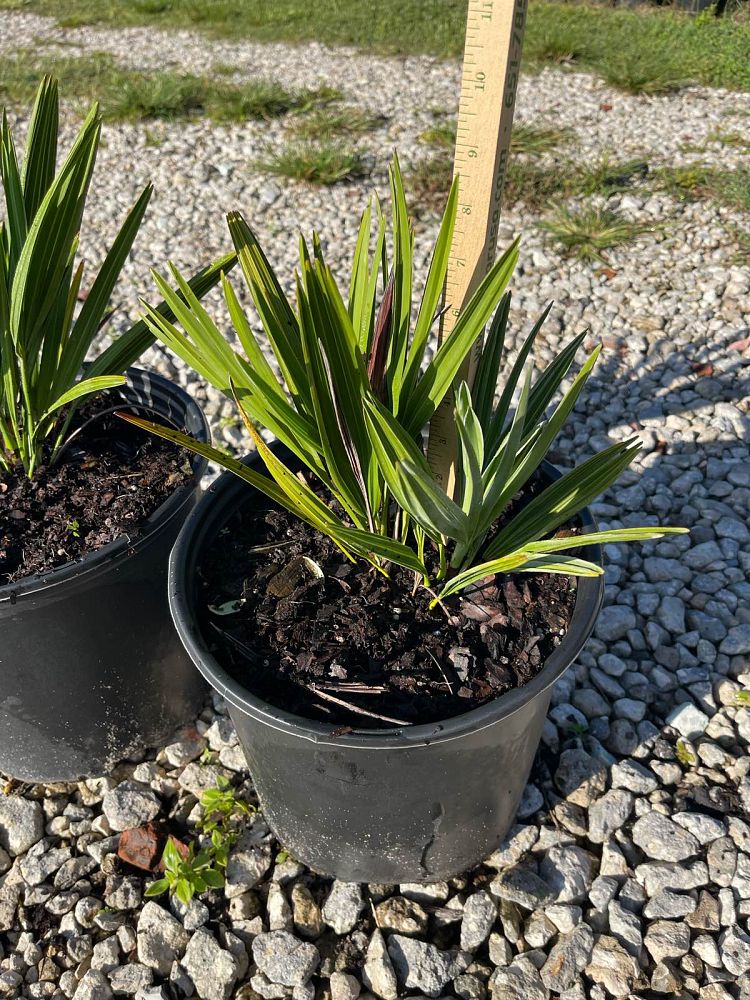 serenoa-repens-cinerea-silver-saw-palmetto