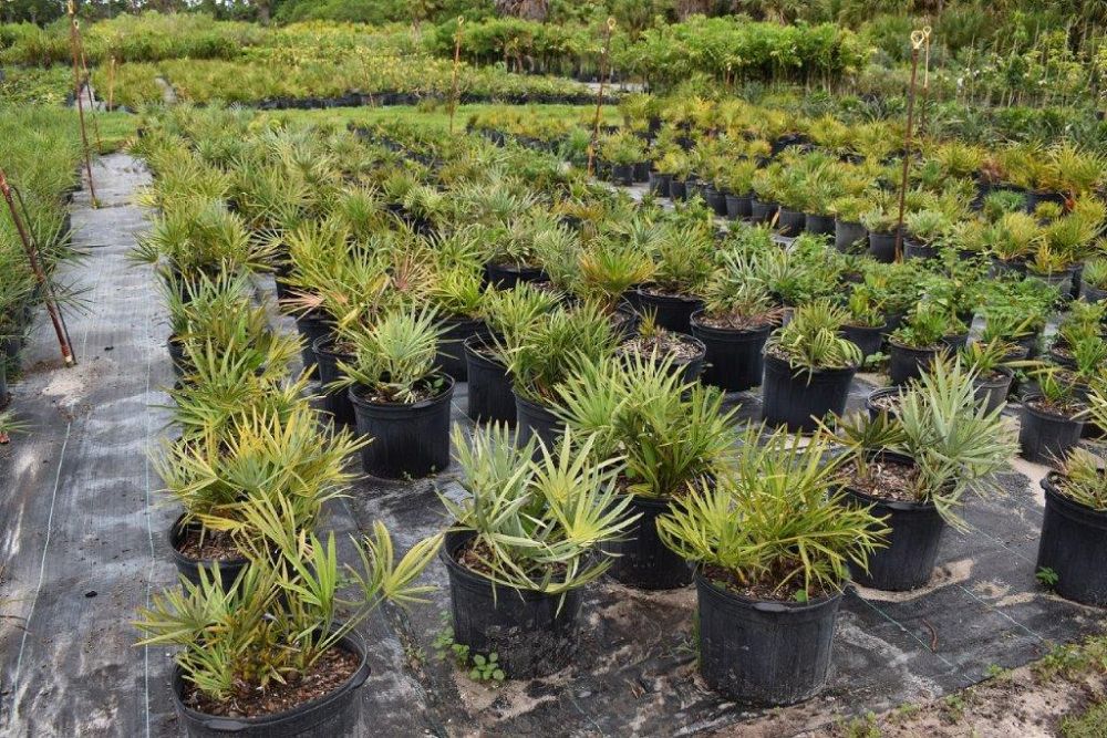 serenoa-repens-cinerea-silver-saw-palmetto