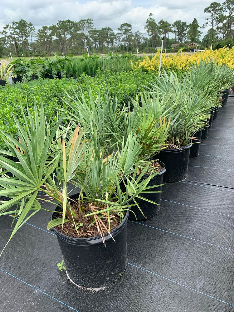 serenoa-repens-cinerea-silver-saw-palmetto